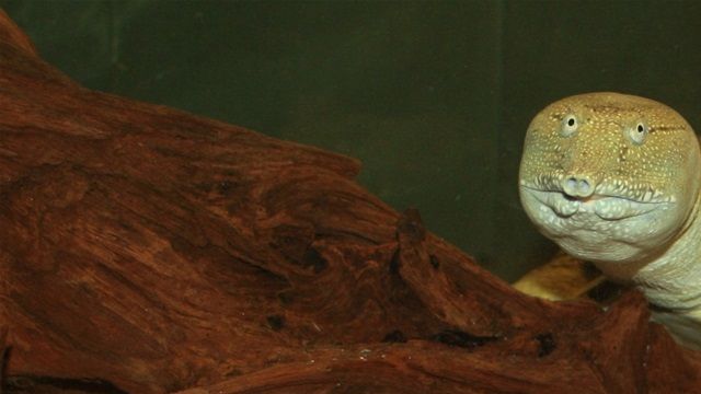 Den Kinesisk blødskjoldsskildpadde lever sammen med en flok citron cichlider.