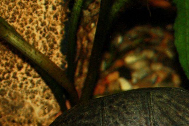Han. Bemærk den store og kraftige hale. Skildpaddens penis ligger inde i halen, hvor du kan se dens bule, på halens underside.