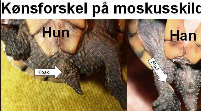 2. Alm. moskusskildpadde (Sternotherus odoratus) Hannens hale er meget længere og kraftigere end hunnens hale.  
Hannens kloak sidder ret langt ude på halen, uden for skjoldets kant. Hvorimod hunnens kloak, sidder tæt ved kroppen, under skjoldets kant.
Hannen har på indersiden af begge bagben, to lyse, raspe pletter 