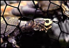 Skildpadde fanget og druknet i en glemt fiskeruse. Der er mange flere muligheder for din skildpadde at miste livet, i naturen.