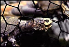 Skildpadde fanget og druknet i en glemt fiskeruse. Der er mange flere muligheder for din skildpadde at miste livet, i naturen.