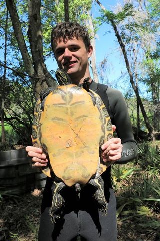 Suwannee cooter (Pseudemys concinna suwanniensis). Fotograf George L. Heinrich