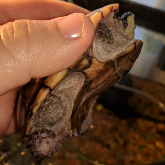 Alm. moskusskildpadde (Sternotherus odoratus) Han, med et endda meget konkavt bugskjold.