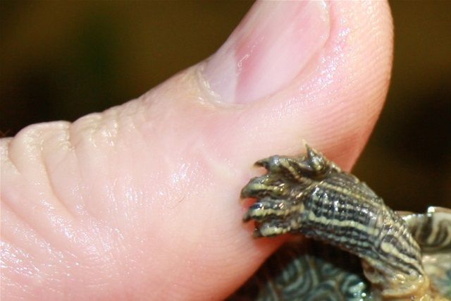 Falsk landkortskildpadde (Graptemys pseudogegraphica)