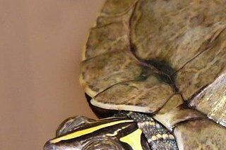 Graptemys pseudogeographica kohnii.