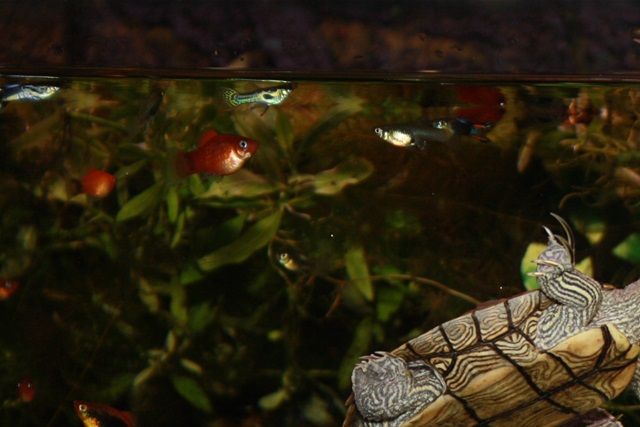 Par der lever i et flot 375 l. akvarium. Falsk landkortskildpadde (Graptemys pseudogeographica pseudogeographica).