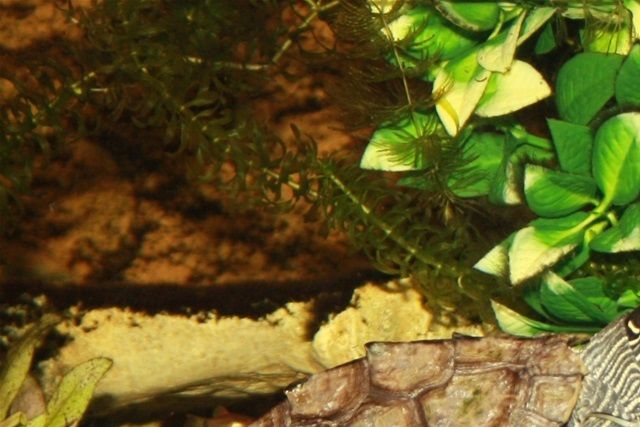 Lille parringsivrig han. Par falske landkortskildpadder (Graptemys pseudogeographica pseudogeographica). 