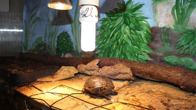 Trådhegnet går ned i akvariet og gør det let for moskusskildpadder at kravle op, på solpladsen. Findes i ethvert byggemarked. Bakken bagved, er æglægningsplads, med gødningsfrit muldjord eller benyt kokosmuld. Christian har malet baggrunden.