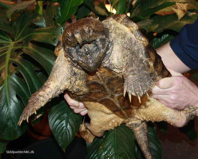 Alligator snapskildpadde. Bemærk, der holdes godt fast ind under skildpadden og ikke som vi ser nogle klaphatte gør, der holder skildpadden i halen. Hvilket kan brække skildpaddens ryghvirvler.