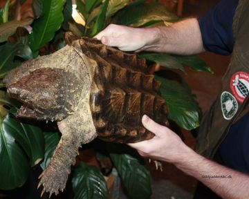 Alligator snapskildpadde der vil bide mig, hvis den får chancen.  