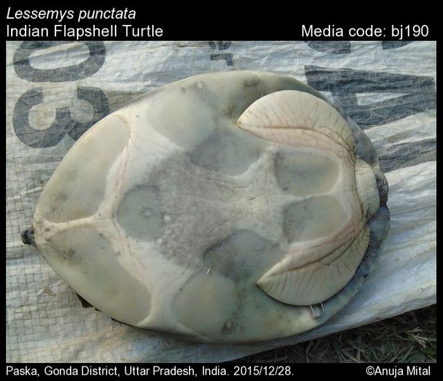 Desværre ikke en Aubry flapskjoldsskildpadde, men foto fra en indisk flapskjoldsskildpadde (Lissemys punctata).