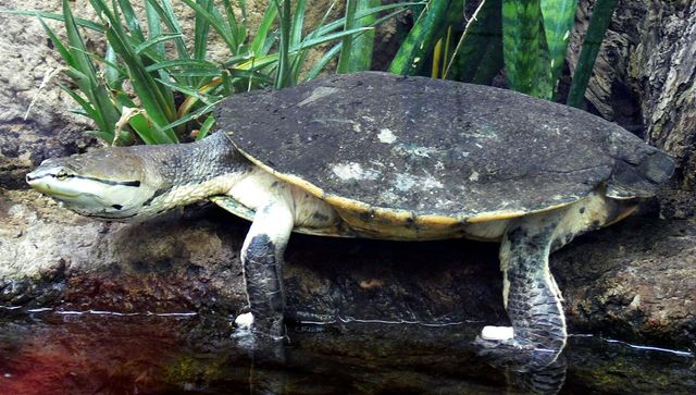 Tudsehovedskildpadde (Phrynops hilarii). Foto af Haplochromis Wikipedia.