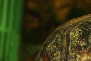 Klapskildpadde (Klapskildpadde - Kinosternon cruentatum). Normalt glider penis tilbage, på plads igen, i løbet af kort tid. Du skal derfor ikke gøre noget. 