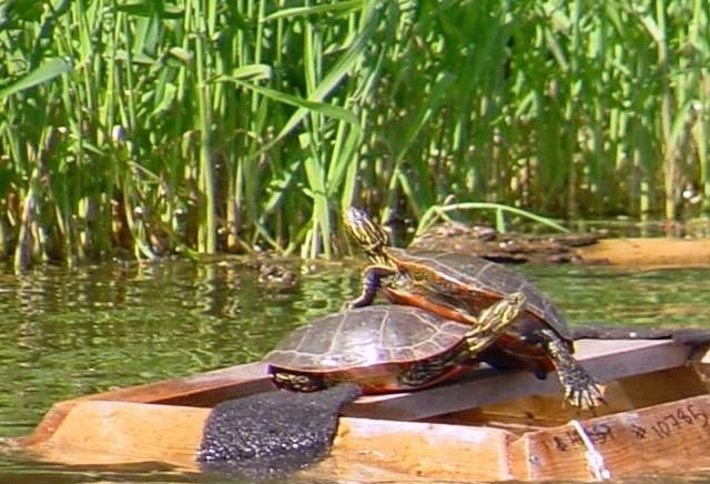 Fælde til sumpskildpadder. Skildpadder vipper ned i fælden og kan ikke komme op igen. Sumpskildpadder lever i fælden, indtil de samles ind. Fotograf Tony Gamble, Wikipedia.