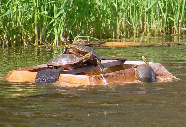 Fælde til sumpskildpadder. Skildpadder vipper ned i fælden og kan ikke komme op igen. Sumpskildpadder lever i fælden, indtil de samles ind. Fotograf Tony Gamble, Wikipedia.