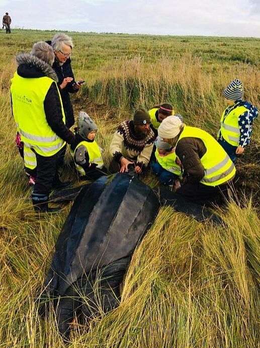 *Læderskildpadde fundet af en børnehave. Foto: Tanja Rahbek, Naturvejleder på Tønnisgård, Ballum/Rømø.