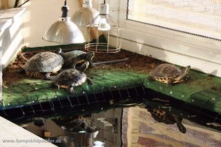 Reflektorlamper giver en mere effektiv udnyttelse af vores UVB-, og varmepærer. Med lamper, kan vi dække ud over flere skildpadder. Gitterlamper benytter vi ikke længere.