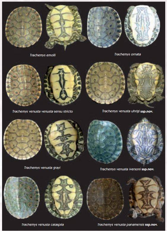 Der findes flere arter og underarter, af terrapiner (Trachemys), end de tre vi har gennemgået her på siderne. 
Planchen viser, rygskjold og bugskjold mønstre af otte andre Terrapiner (Trachemys), blandt mange flere. Vi vil ikke yderligere komme ind på de viste terrapiner.
Det sidste vi her hos Skildpadder ABC har hørt, at der er 16 arter af Trachemys og et utal af underarter. Når 