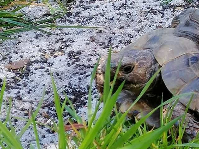 Maurisk landskildpadde er en af de arter, der ifølge det nye studie kan sætte aldringsprocessen i stå.