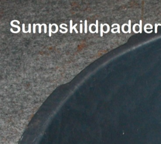 Akut opbevaring af en sumpskildpadde.
