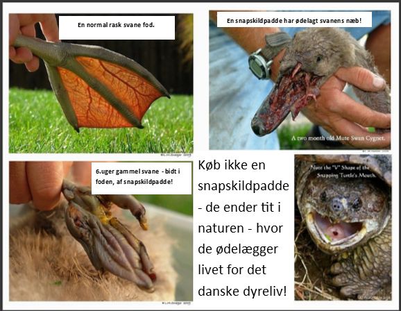 En svane har været for tæt ved en snapskildpadde. Normalt ville snapskildpadden have druknet og bagefter ædt svanen. 