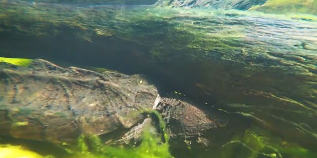 Alligator snapskildpadde forsøger at skjule sig under en træstamme