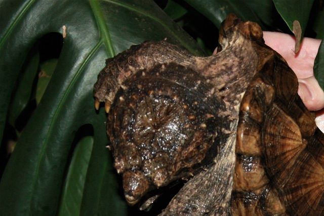 2.kg. stor alligator snapskildpadde. Der er endnu langt vej til de 80 kilo.