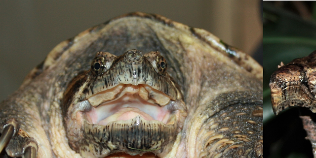 Alm. snapskildpadde kan veje op til 30 kg. -  Alligator snapskildpadde kan veje op til 70+ kg.
