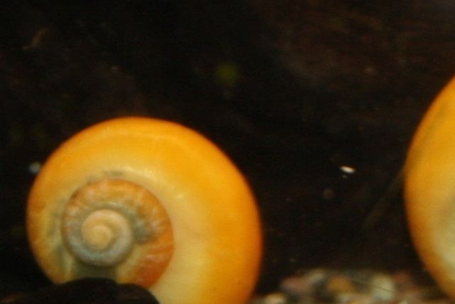Mysteriesnegle, med en reje foran. De her snegle, hører til de invasive arter. Skulle de endelig forvilde sig ud i den danske natur, så dør de, når vandtemperaturen, når ned under 10 grader. Så de snegle, giver ingen problemer i Danmark.
Vores snegle, kommer fra et flere år gammelt kuld snegle, vi endnu høster af.