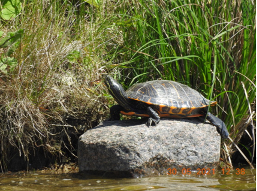 Sæt ikke din cooter sumpskildpadde ud i de danske damme og vandhuller. Du kan derved være med til at udrydde blandt andre den grønne løvfrø og andre for Danmark naturligt tilhørende dyrearter. Fotograf Hasse Dichmann.