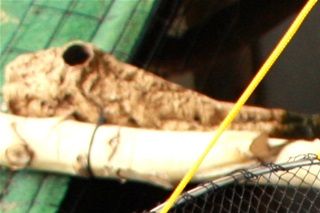Krebsebrik. Læg evt. et stykke fisk, kattemad eller noget andet der lugter, du vil hurtigt få lokket nogle krebs til, de vil nu kravle ind over nettets kant, for at få fat på fodret, nu skal du bare trækker krebsebrikken/nettet op.
Set hos effektlageret.dk