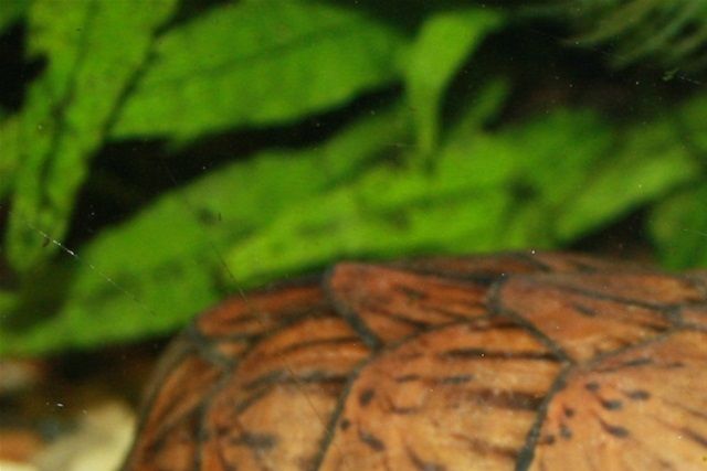 Sternotherus minor peltifer.