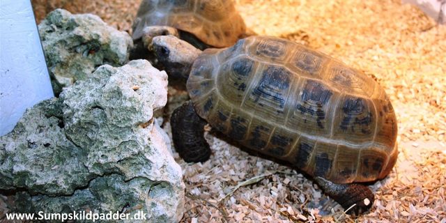 Vi har modtaget denne flotte Gulhoved landskildpadde (Indotestudo elongata).