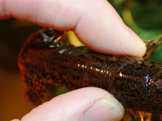Marmorkrebs er også invasiv og uønsket i den danske natur. Denne krebs blev straks benyttet til foder. Vi modtager gerne krebs, hummer og andre dyr, der er blevet tilovers i et akvarium.