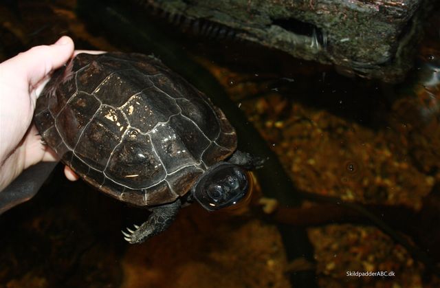 Skildpadden kan afgive en musk lugt fra sig. Det kan for eksempel ske, hvis du pludseligt løfter skildpadden op og skildpadden bliver forskrækket.