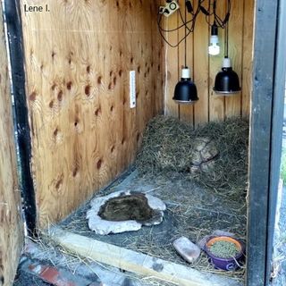 Vi anbefaler, at du isolerer dit skildpaddehus. Bemærk, tænd & slukur, dyrene har ikke tændt lyste om natten. Du kan lade en keramikpære eller infrarød pære være tændt om natten, de afgiver ikke lys.