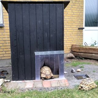 Leopardskildpadder. Byg et hus, til dine afrikanske landskildpadder, hvor indgangen kan lukkes.