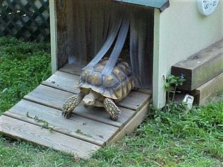 Sulcata. Der er mange måder at bygget et godt skildpaddehus.