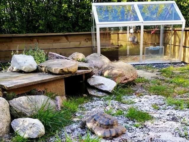 Drivhus forlænger sæsonen. Her har Thomas ombygget et lille drivhus, til landskildpadder. Med varme, og bemærk vippelågen, i drivhuset. Den holder varmen inde og dyrene finder hurtigt ud af at bruge klappen.
Det lille læhus, i forgrunden er tit nok til de europæiske arter.