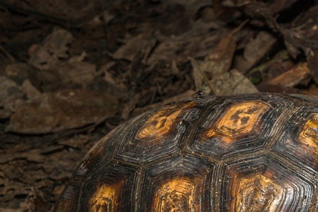 Gulfodet skovskildpadde (Chelonoidis denticulata). Fotograf Casey Klebba.