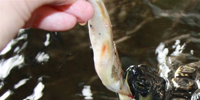Det er hyggeligt at håndfodre sin guløret terrapin, med en hel skalle.