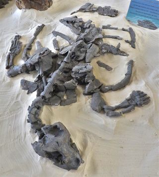 Havskildpaddens forfader (Desmatochelys padillai) fundet i Villa de Leyva, Colombia. 120 millioner år gammel.
Foto Wikimedia.
