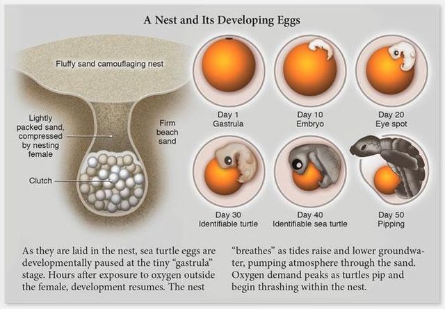 Køn og reproduktion. Hvordan havskildpadde æg udvikler sig. DRAWN BY DAWN.