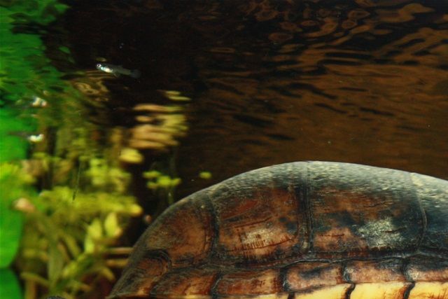 Kinosternon scorpioides cruentatum han, der får sig en svømmetur.