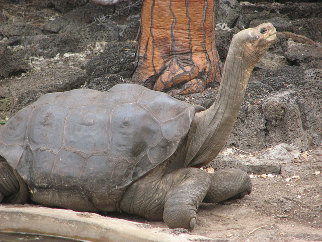 Lonesome George, den sidste Pinta Island-skildpadde (Chelonoidis nigra abingdoni). Foto Wikipedia.