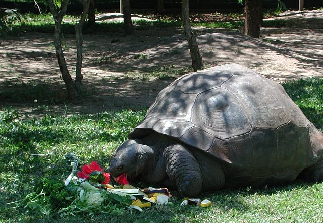 Harriet Galapagos-skildpadde.