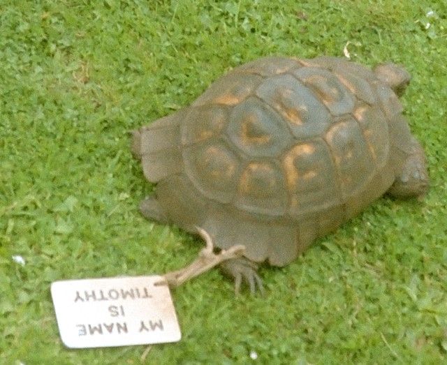 Timothy i 1993: Mærket knyttet til hende siger: 
