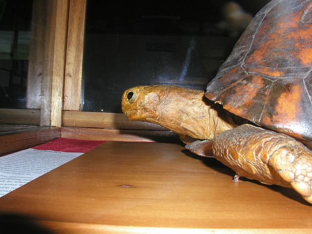 Udstoppet Tu'i Malila Stråleskildpadde (Astrochelys radiata).