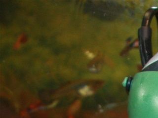 Eheim Aquaball filter. Filteret der ikke fanger snegleyngel, fiskeunger, rejeyngel eller skildpaddeunger.