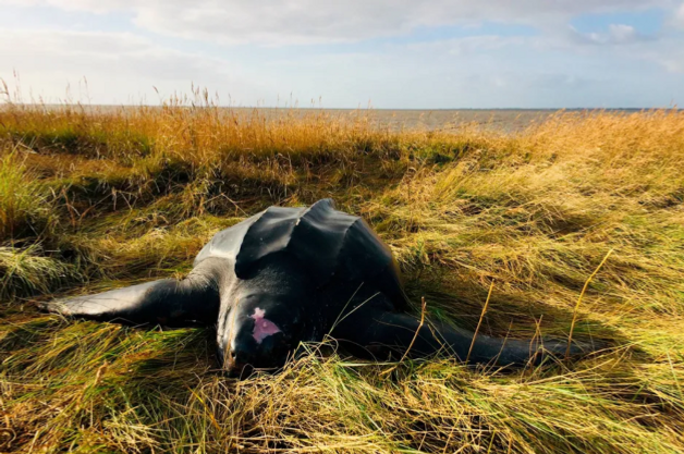 Obduceringen af den næsten to meter lange læderskildpadde fredag afslørede flere plasticrester i dens mave. Obduceringen kan bidrage med vigtig viden om de enorme skildpadders fysiologi. Foto: Tanja Hauge Rahbek, Naturcenter Tønnisgård